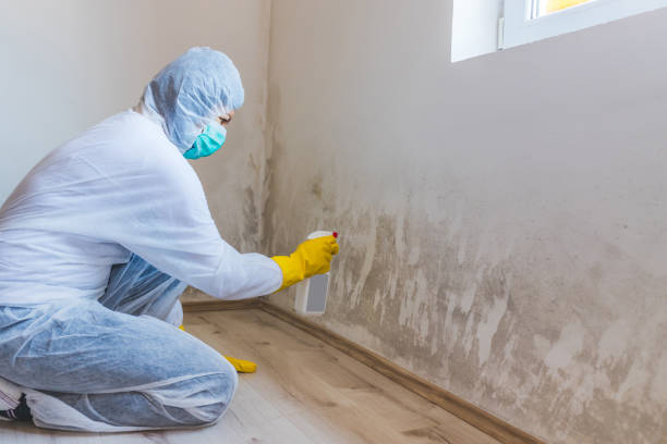 Licensed Black Mold Removal service in Evans, GA - WQB Mold Removal