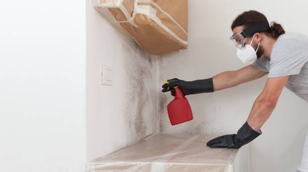 Professional Black Mold Removal technician working in Evans, GA