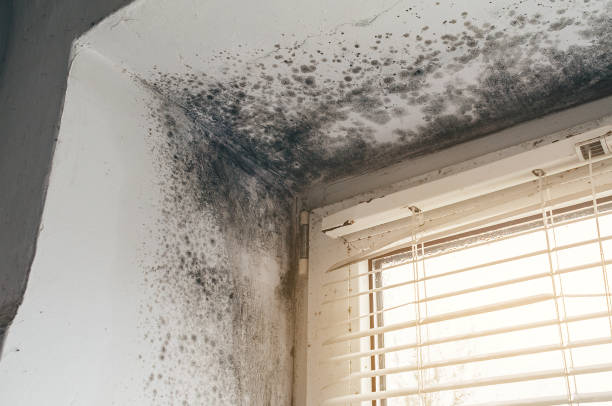 Affordable Black Mold Removal solutions in Evans, GA