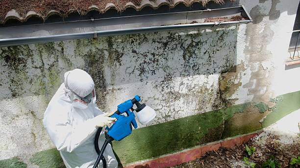 Top rated local Black Mold Removal specialists in Evans, GA